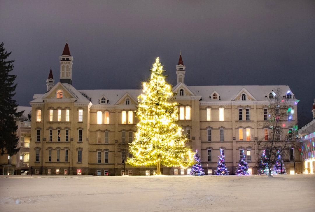 lighted trees near white concrete building