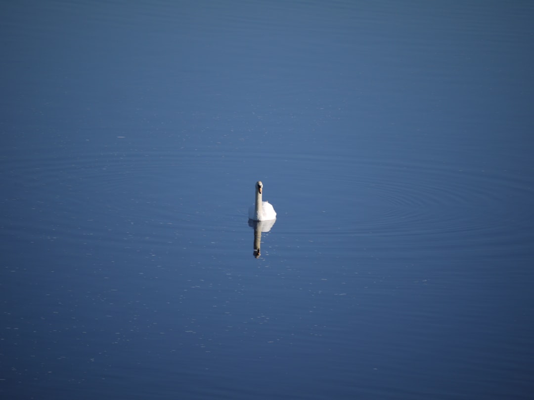 a white swan floating on top of a body of water